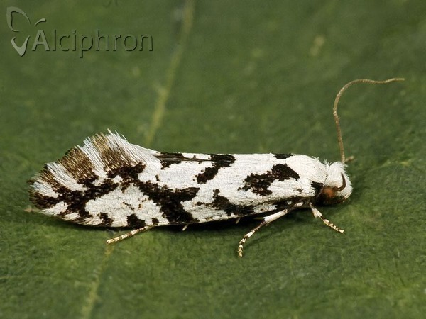 Nemapogon nigralbella