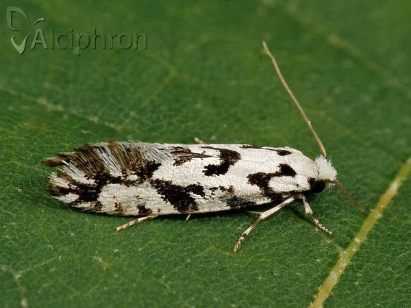 Nemapogon nigralbella