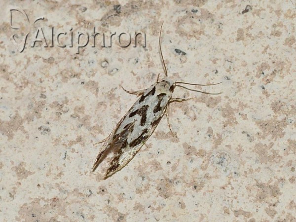 Nemapogon nigralbella