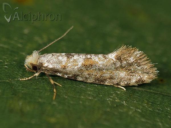Nemaxera betulinella