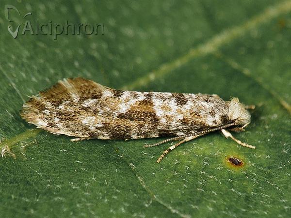 Nemaxera betulinella