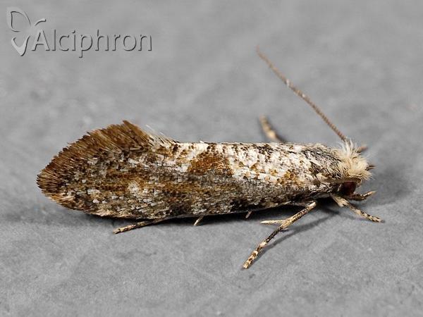 Nemaxera betulinella