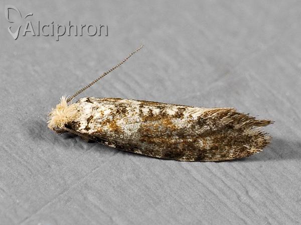 Nemaxera betulinella