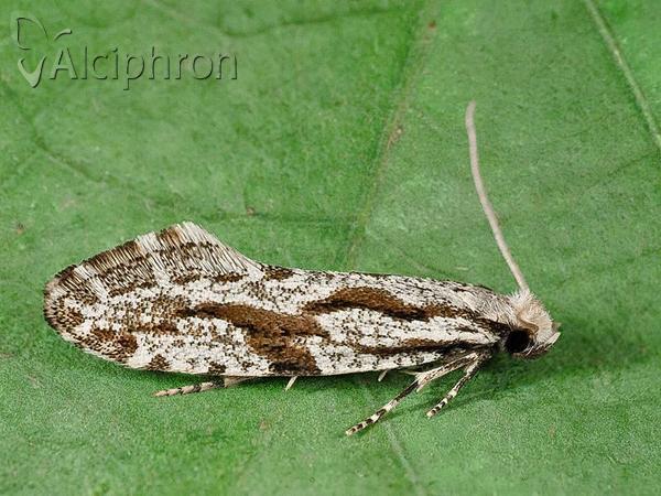 Archinemapogon yildizae