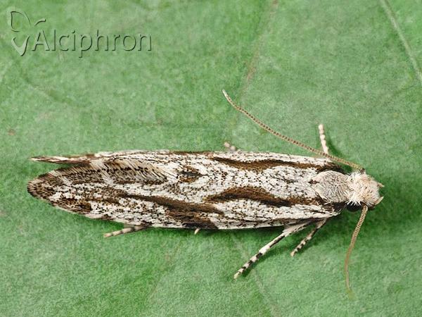 Archinemapogon yildizae