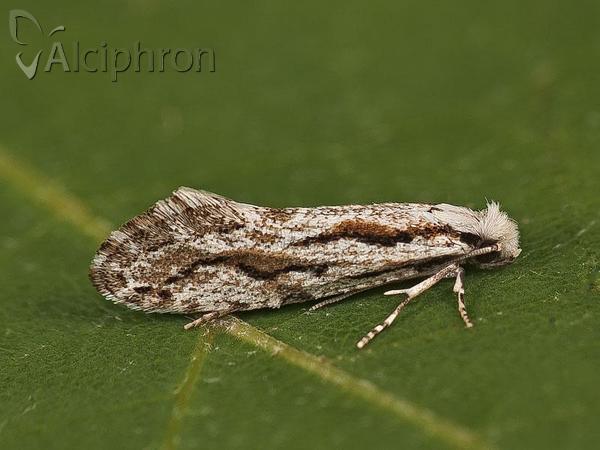 Archinemapogon yildizae