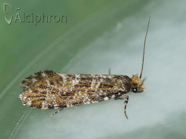 Triaxomera parasitella