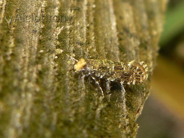 Triaxomera parasitella