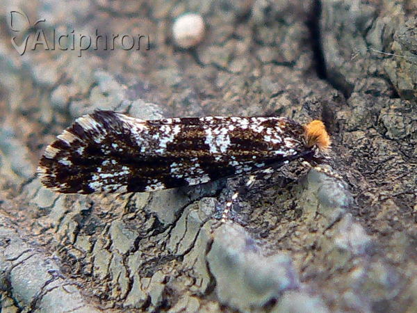 Triaxomera parasitella