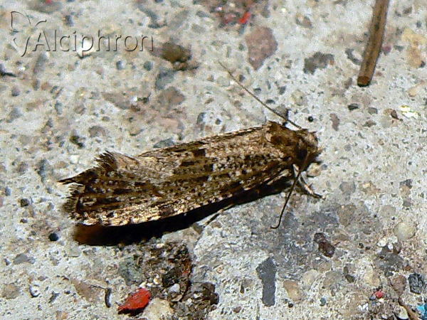 Morophaga choragella