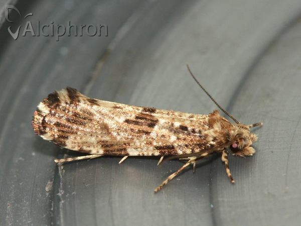 Morophaga choragella
