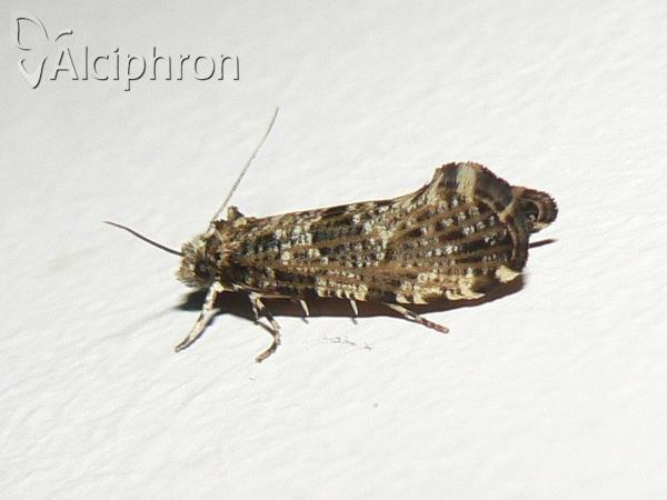 Morophaga choragella