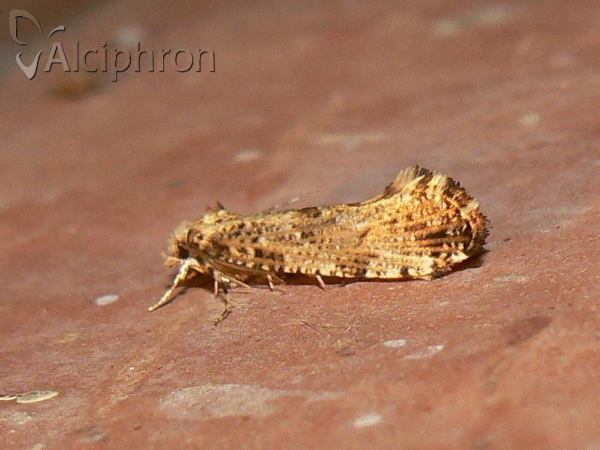 Morophaga choragella