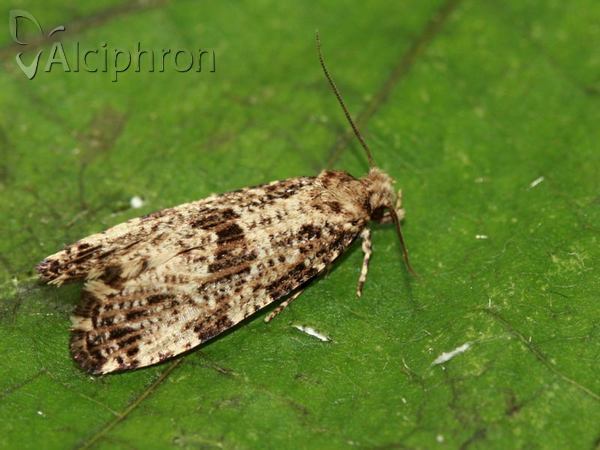 Morophaga choragella