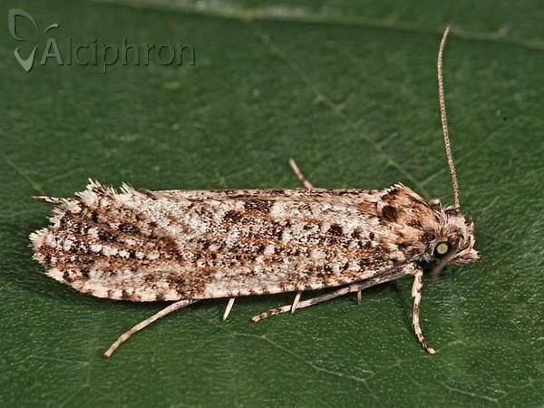 Morophaga choragella