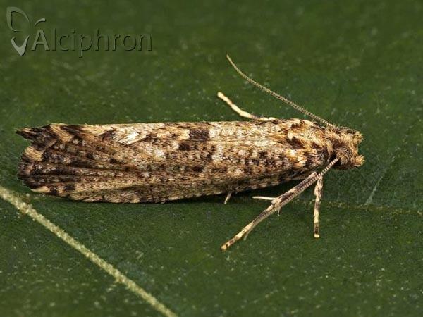Morophaga choragella