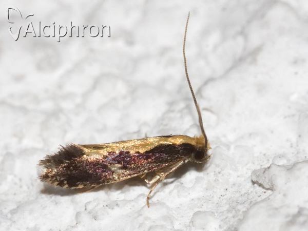 Agnathosia mendicella
