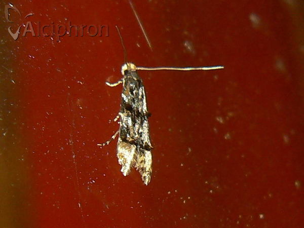 Stenoptinea cyaneimarmorella