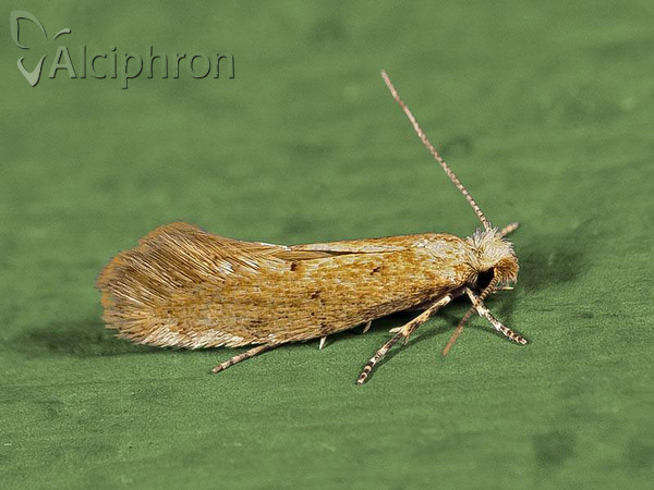 Infurcitinea rumelicella