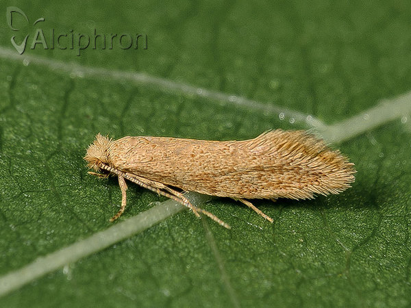Infurcitinea rumelicella