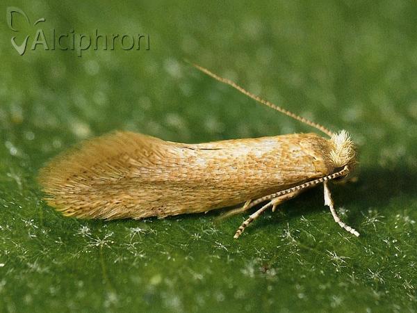Infurcitinea rumelicella