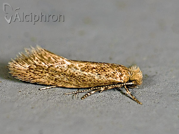 Infurcitinea rumelicella