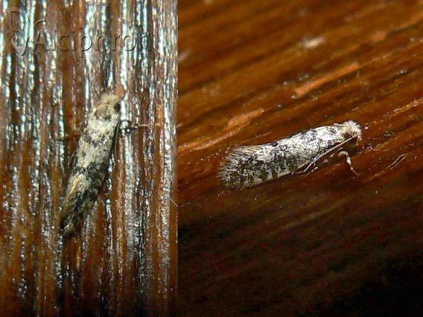 Infurcitinea albicomella