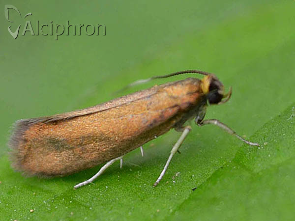 Roeslerstammia erxlebella
