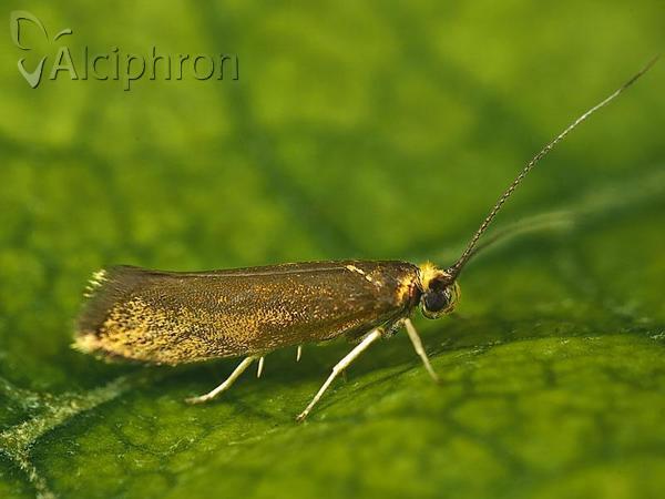 Roeslerstammia erxlebella