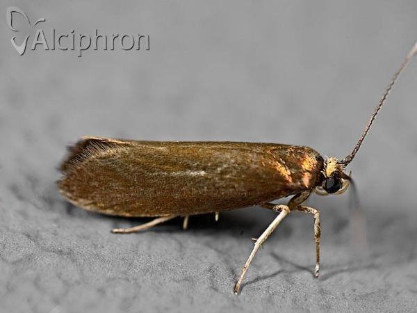 Roeslerstammia erxlebella