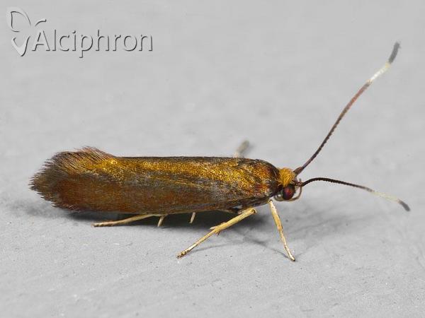Roeslerstammia erxlebella