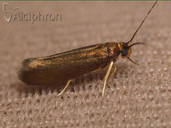 Roeslerstammia erxlebella