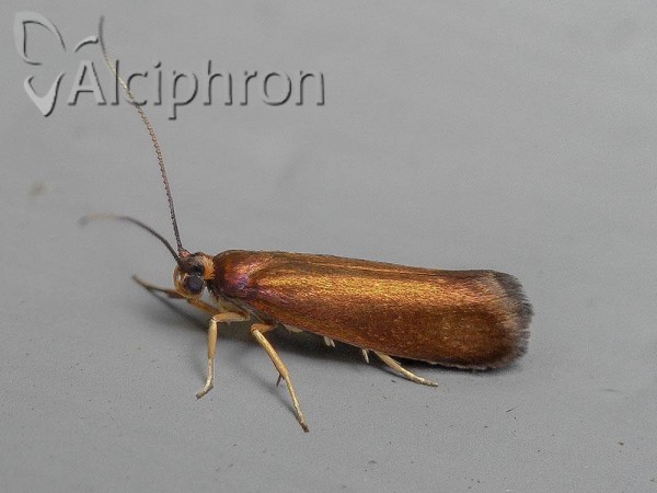 Roeslerstammia erxlebella