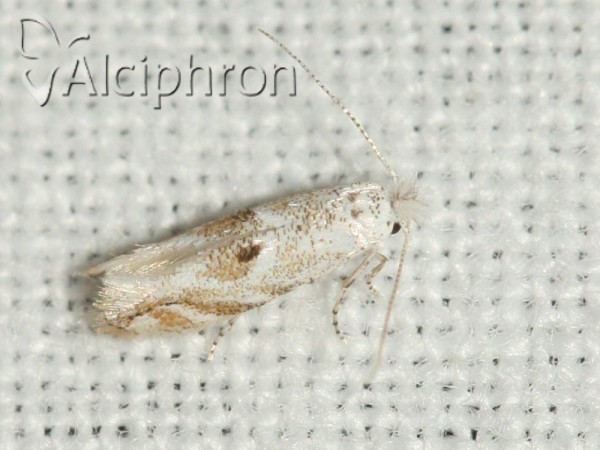 Bucculatrix albella
