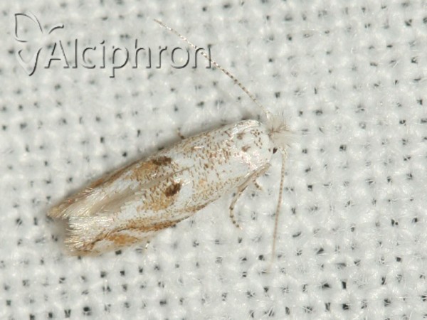 Bucculatrix albella