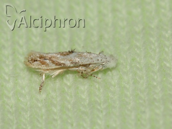 Bucculatrix albella