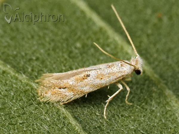 Bucculatrix bechsteinella