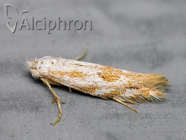 Bucculatrix bechsteinella