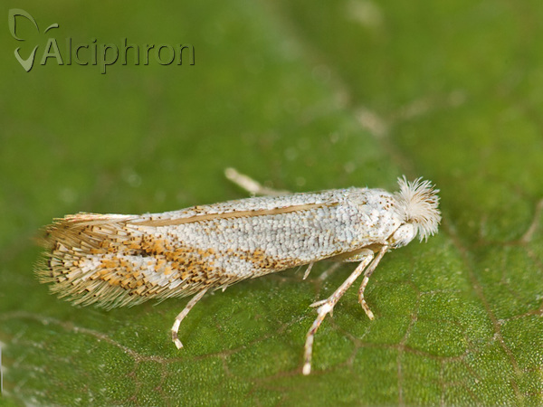 Bucculatrix bechsteinella