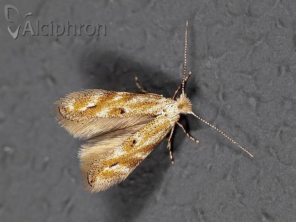 Bucculatrix bechsteinella
