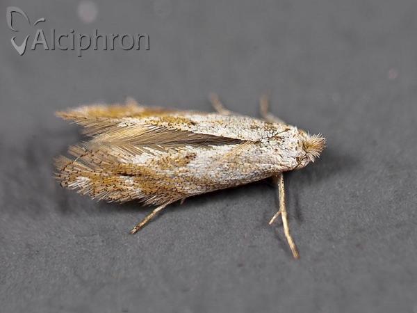 Bucculatrix bechsteinella