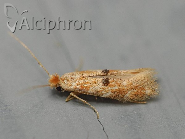 Bucculatrix bechsteinella