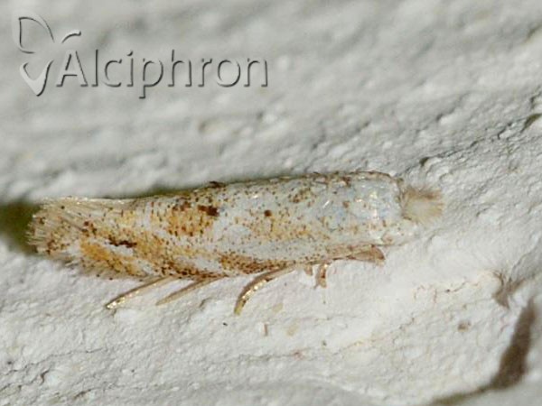 Bucculatrix bechsteinella