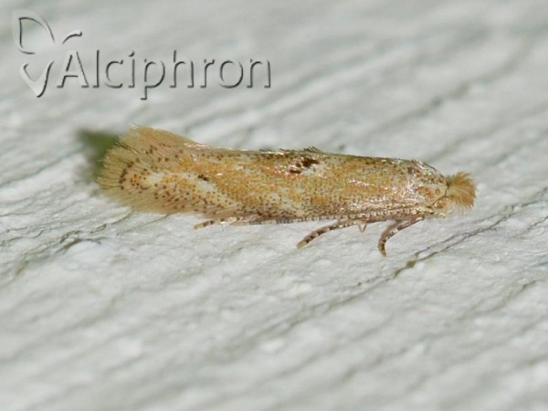 Bucculatrix bechsteinella