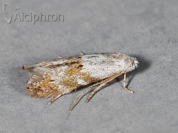 Bucculatrix frangutella