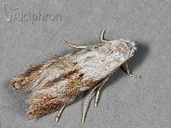 Bucculatrix frangutella