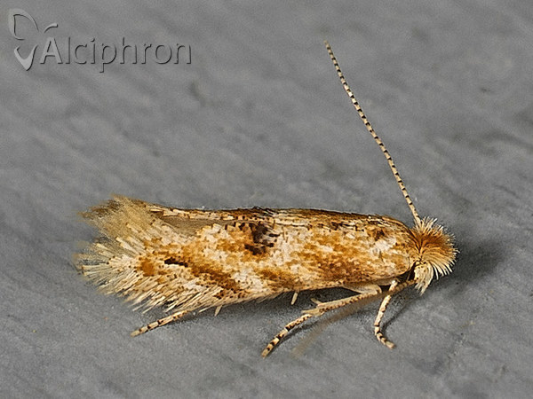 Bucculatrix ulmella