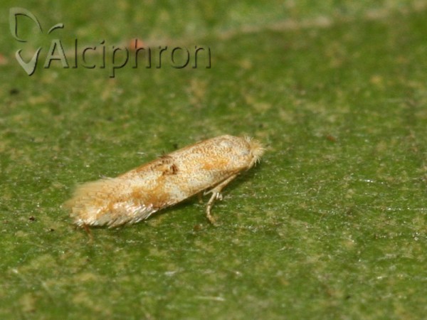 Bucculatrix ulmella