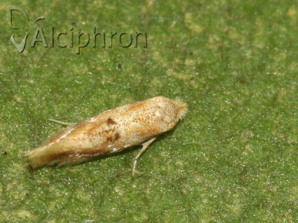 Bucculatrix ulmella