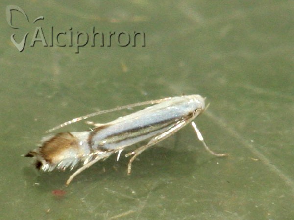 Phyllocnistis saligna